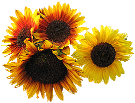 sonnen_blumen.gif - 30699 Bytes