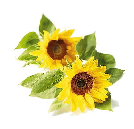 sonnenblu.gif - 67612 Bytes