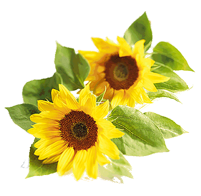 sonnenblume.gif - 60308 Bytes