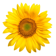 Sonnenblume_gif3.gif - 23587 Bytes