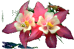 animierte-blumen-bilder-134.gif - 11644 Bytes