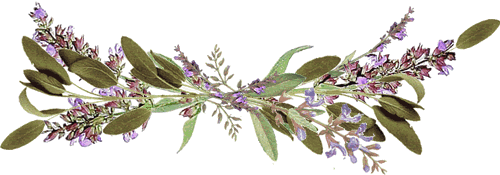 salbeiranke.gif - 32081 Bytes