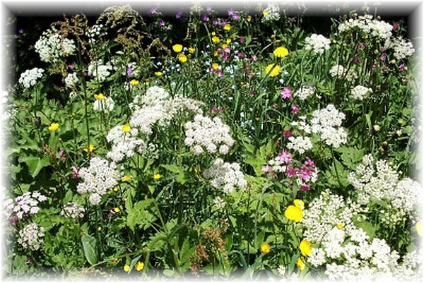 wiese.jpg - 119673 Bytes